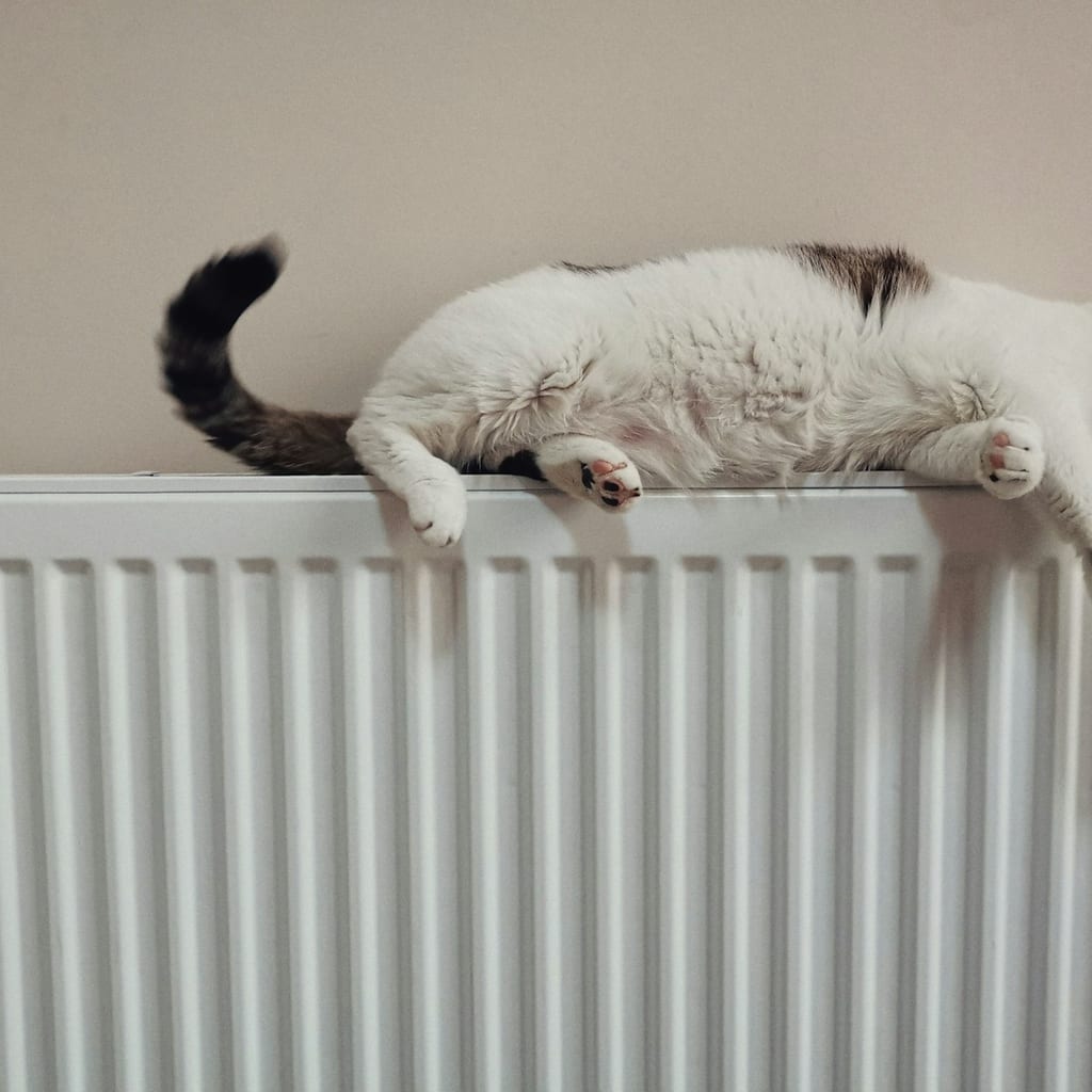 Somebody’s ready for winter. Is your furnace? Winter checks are open this week across Northbay.
